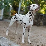 Mir