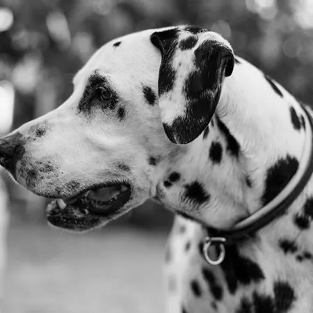 شقة Mir Polje (Krk)